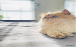 British Longhair cats for stud: 🐾🐾🐱Pretty boy looking for a girl 🐱🐾🐾 in Luton - Image 17