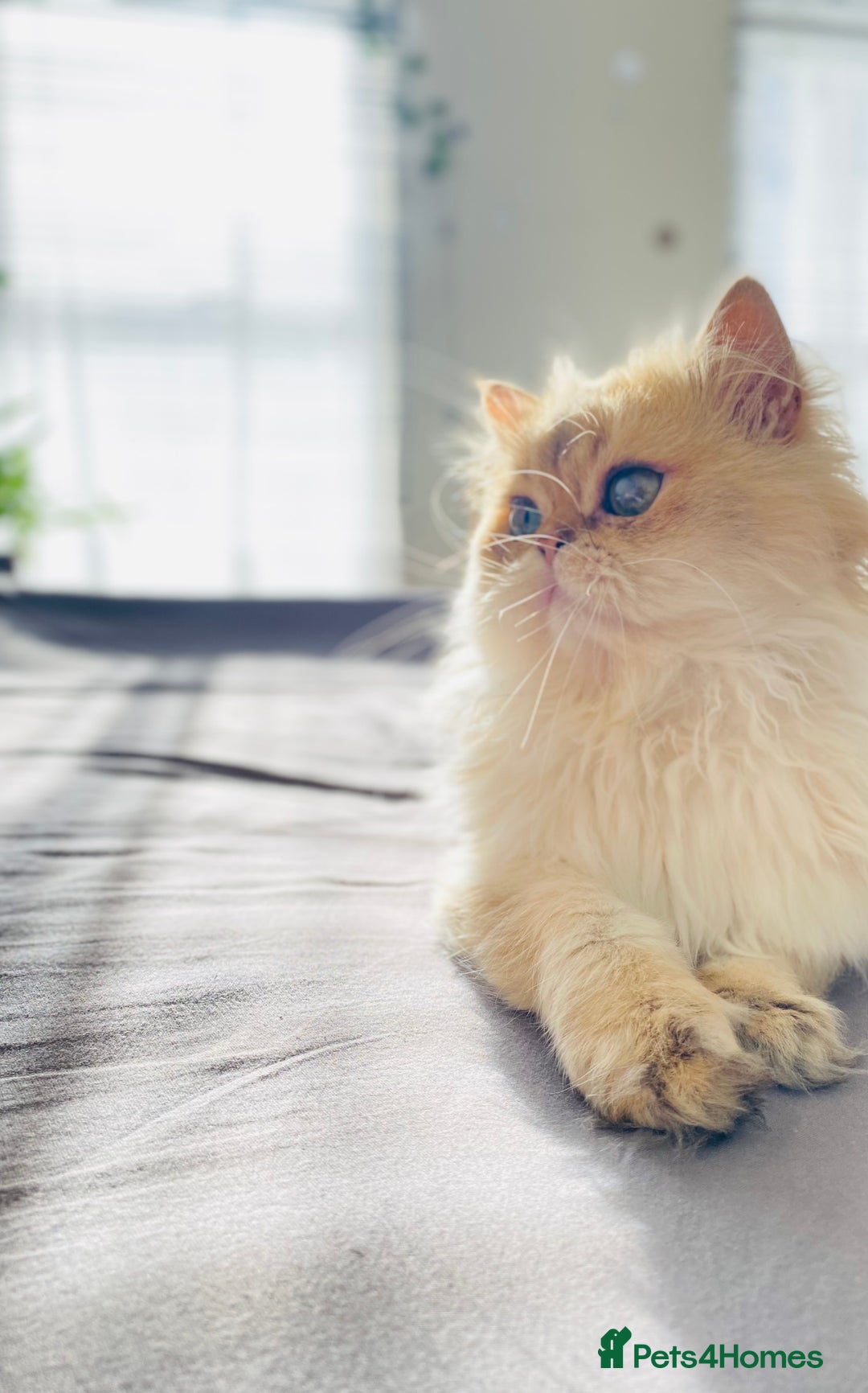 British Longhair cats for stud: 🐾🐾🐱Pretty boy looking for a girl 🐱🐾🐾 in Luton - Image 17