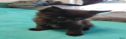 Maine Coon cats for sale: Purebred Maine Coon Kittens - Advert 4