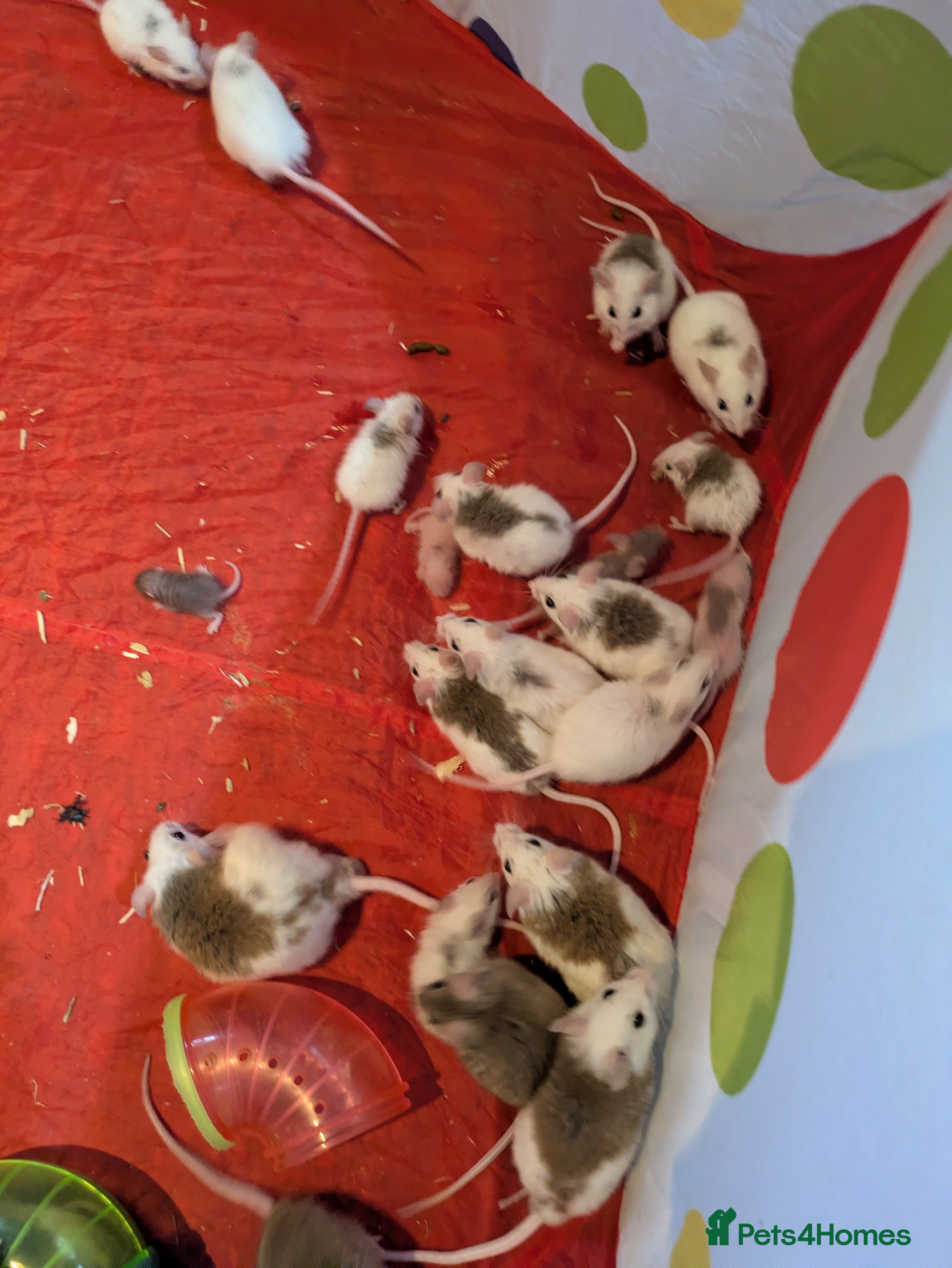 Rat rodents African furred rat - Advert 10