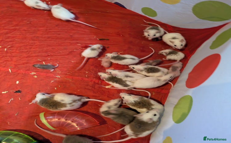 Rat rodents - Advert 4