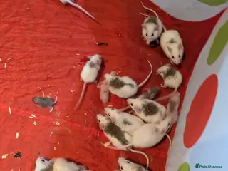 Rat rodents African furred rat - Advert 2