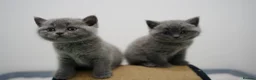 British Shorthair cats for sale: 🌟GCCF BSH Kittens Beautiful Variety of Colours 🌟 - Advert 12