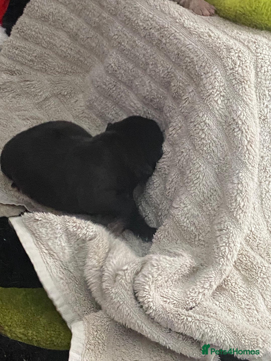 Mixed Breed dogs for sale: Can shepards - Advert 4