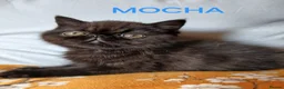 Exotic cats for sale: EXQUISITE GCCF PERSIAN EXOTIC BABIES - Advert 14