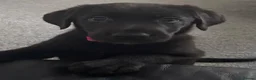 Sheprador dogs for sale: Stunning Jet Black Pups - Advert 6