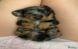 Miniature Dachshund dogs for sale: Venus is a mama to 5! - Image 7