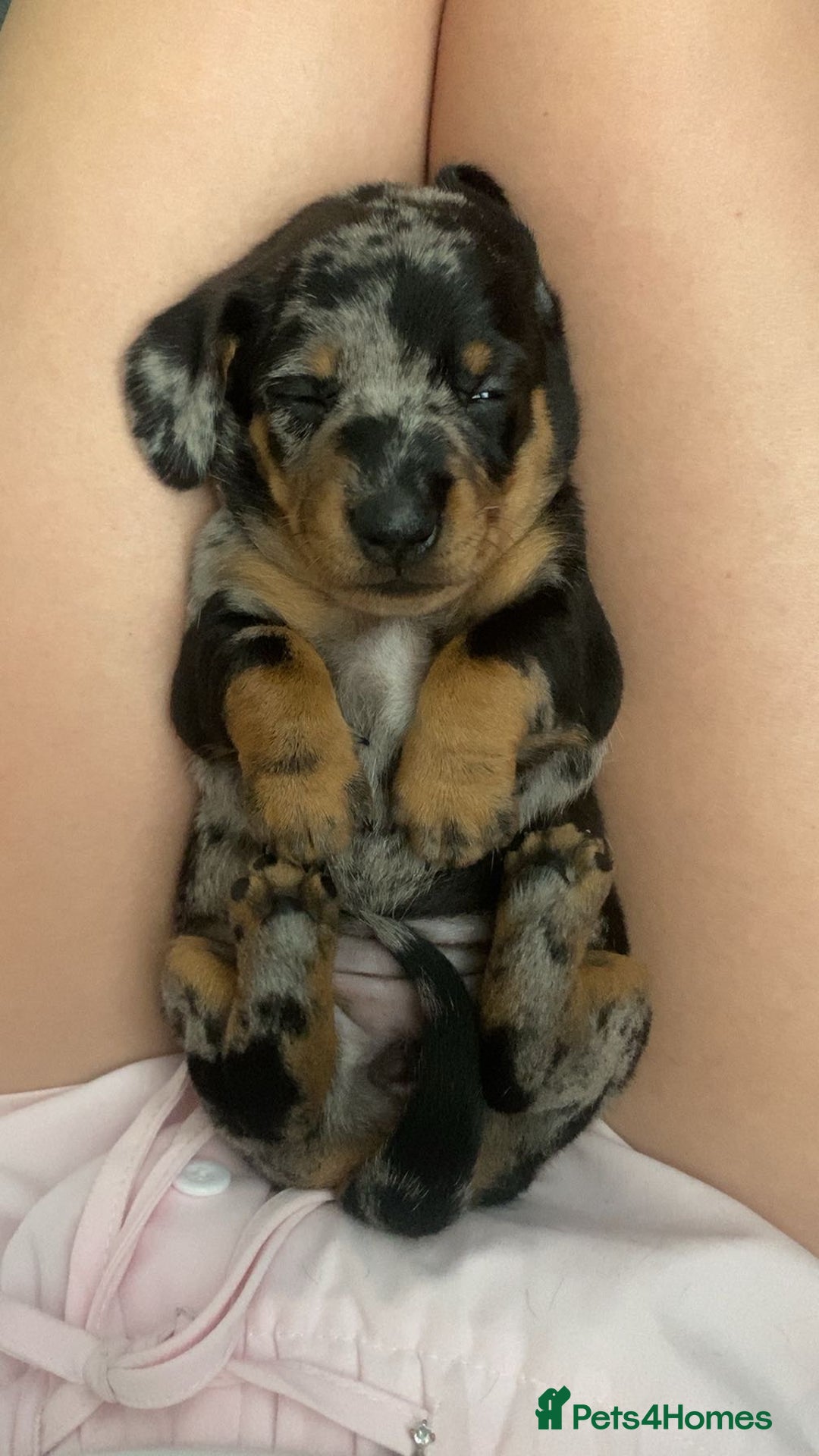 Miniature Dachshund dogs for sale: Venus is a mama to 5! - Image 7