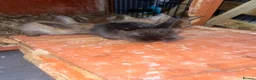 Mixed Breed rabbits for sale: Lop/cross lion head bunnies 2 for £30 - Advert 9