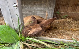 English Lop rabbits for sale: Female rabbit with hutch  in Swindon - Image 3