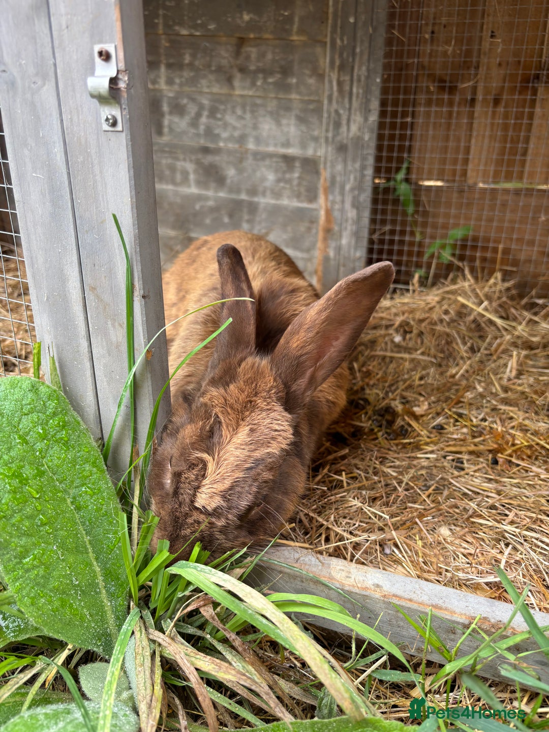 English Lop rabbits for sale: Female rabbit with hutch  in Swindon - Image 3