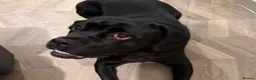 Mixed Breed dogs for adoption: ❤️🐶 JADA – A GIRL WITH THE SOFTEST HEART - Advert 3