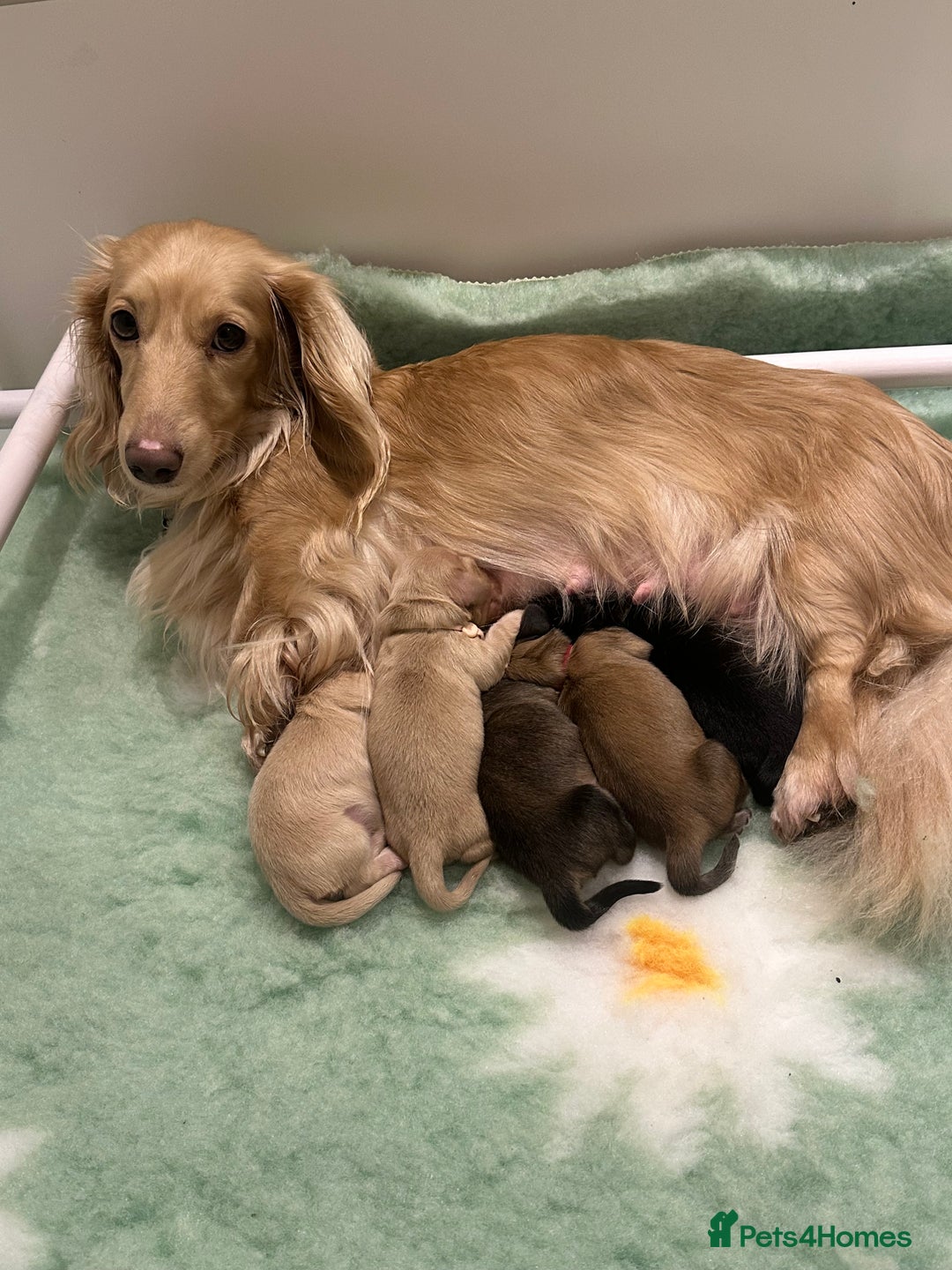 Miniature Dachshund dogs for sale: Black and Cream mini long haired dachshund boy - Advert 2