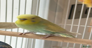 Finches birds - Advert 6
