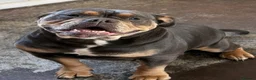 Mixed Breed dogs for sale: 1 year old border collie cross  in Bedford - Advert 1