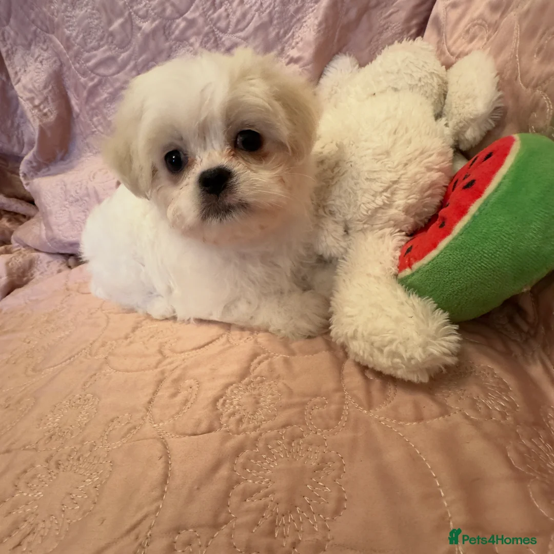 Mixed Breed dogs for sale: Unique Jatese puppies (toy breed) - Advert 12