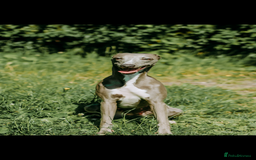 Whippet dogs for sale: Kc reg whippets  - Image 6