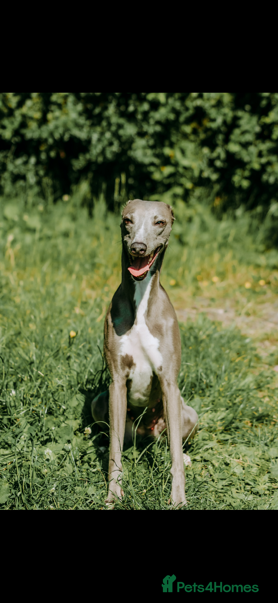 Whippet dogs for sale: Kc reg whippets  - Image 6