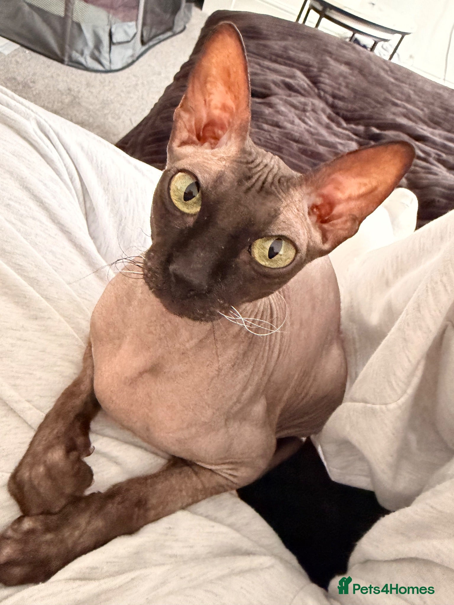 Sphynx cats Beautiful Sphynx kittens🩵💙🩵 - Advert 3