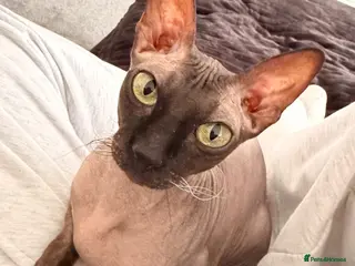 Sphynx cats Beautiful Sphynx kittens🩵💙🩵 - Advert 3