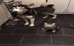 Siberian Husky dogs for sale: Rehoming my beloved Husky - Image 4