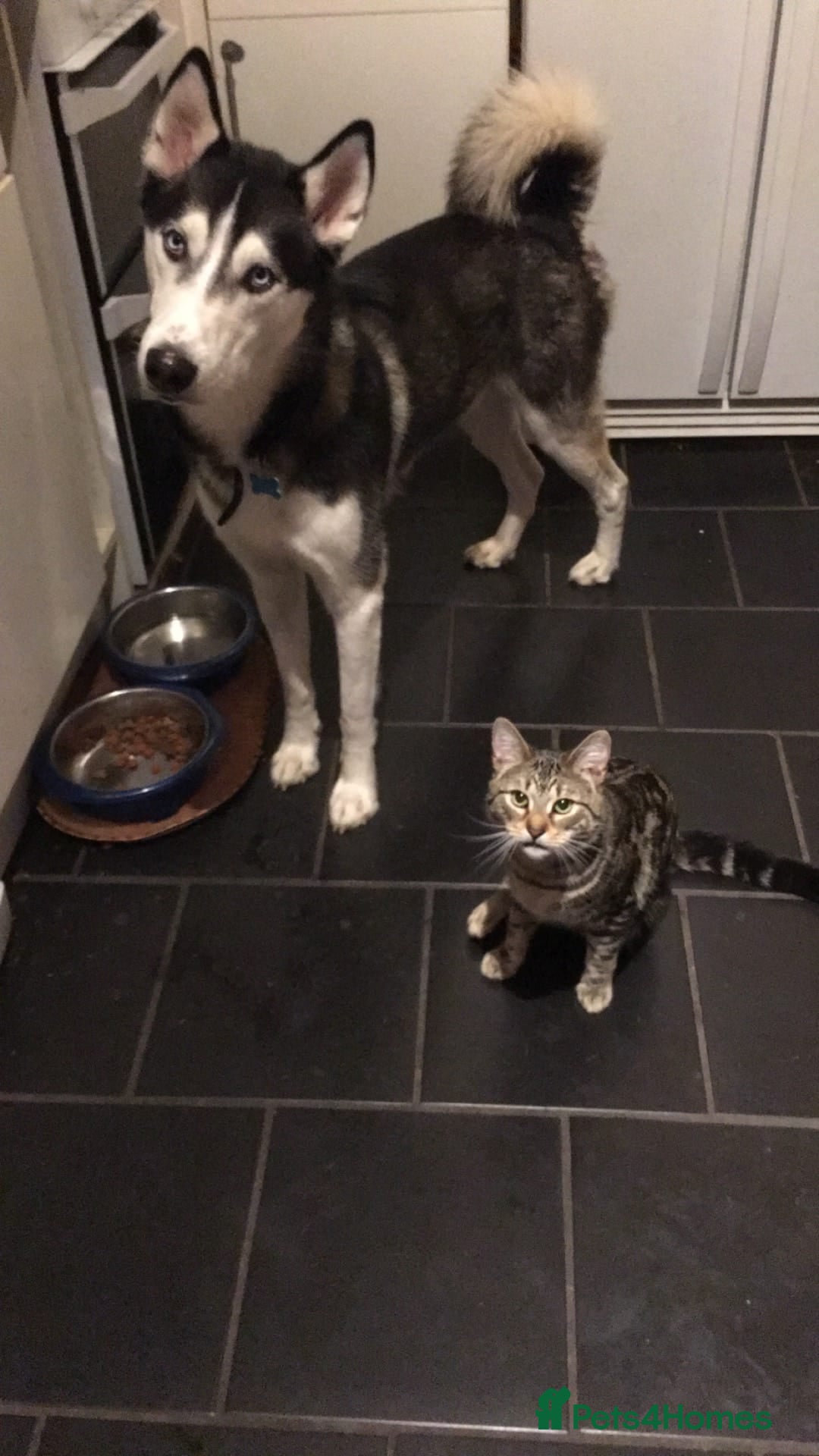 Siberian Husky dogs for sale: Rehoming my beloved Husky - Image 4