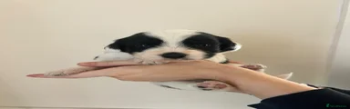 Puppy 1