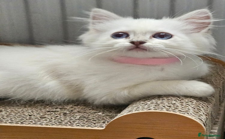 Ragdoll cats - Advert 7