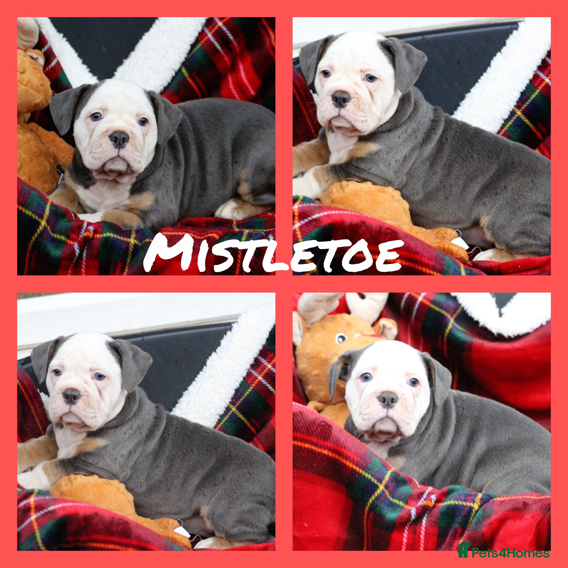 Olde English Bulldogge dogs 🩷 last puppy available 🩷 - Advert 2
