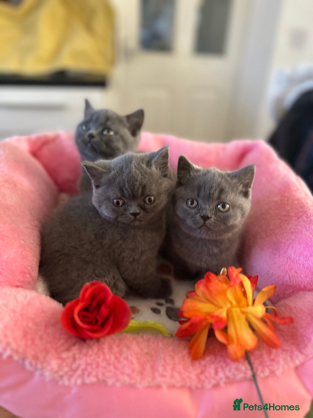 British Shorthair cats for sale: British Blue Pedigree Females - Advert 7