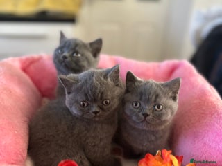 British Shorthair cats British Blue Pedigree Females - Advert 12