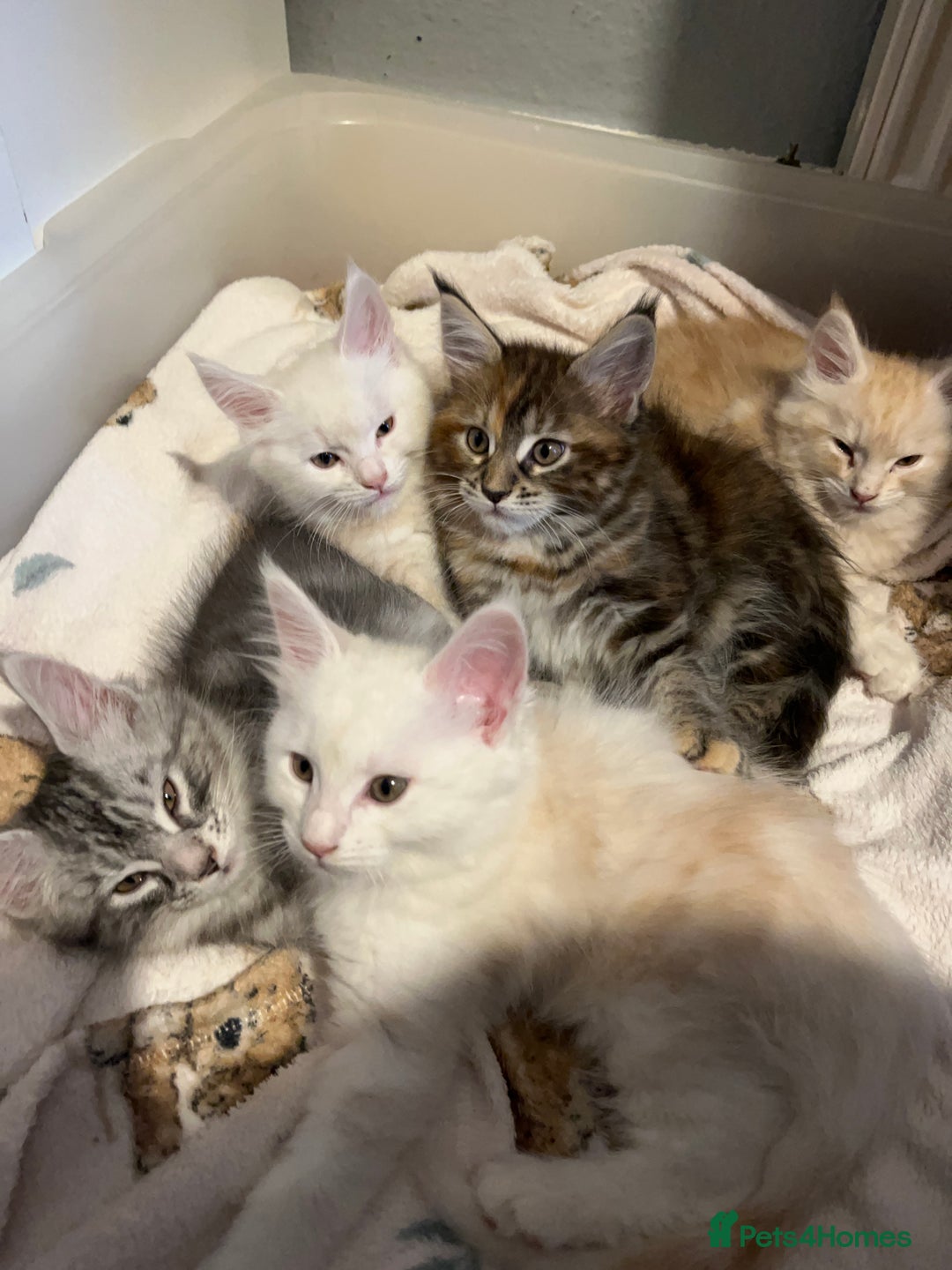 Maine Coon cats for sale: Purebred Maincoons Kittens - Advert 2