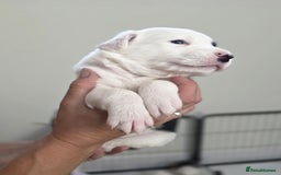 Border Collie dogs for sale: Border Collie pups for sale - Image 2