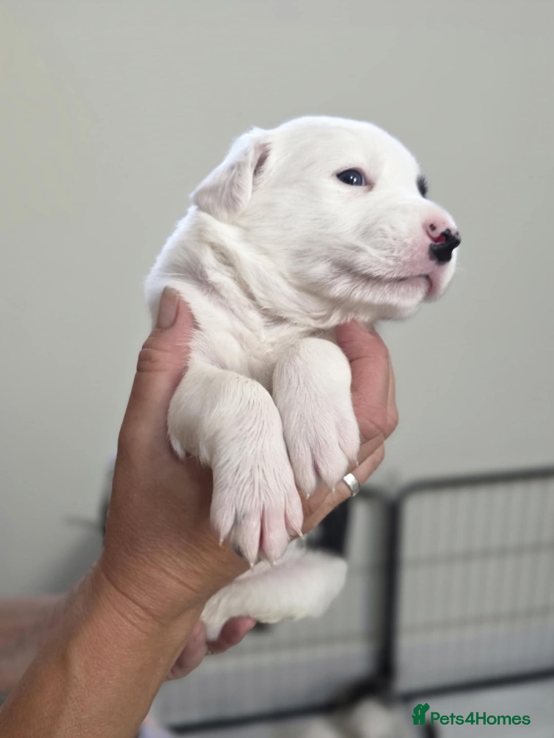 Border Collie dogs for sale: Border Collie pups for sale - Image 2