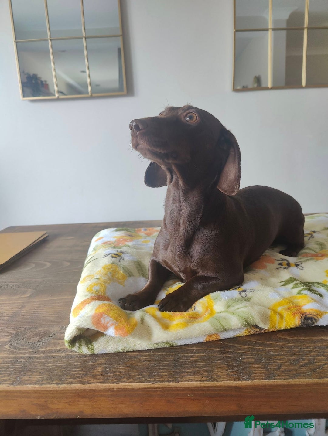 Miniature Dachshund dogs for sale: Miniature Dachshund - Advert 4