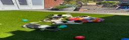 Fox Terrier dogs for sale: Beautiful Fox Terrier Puppies Available  - Advert 10
