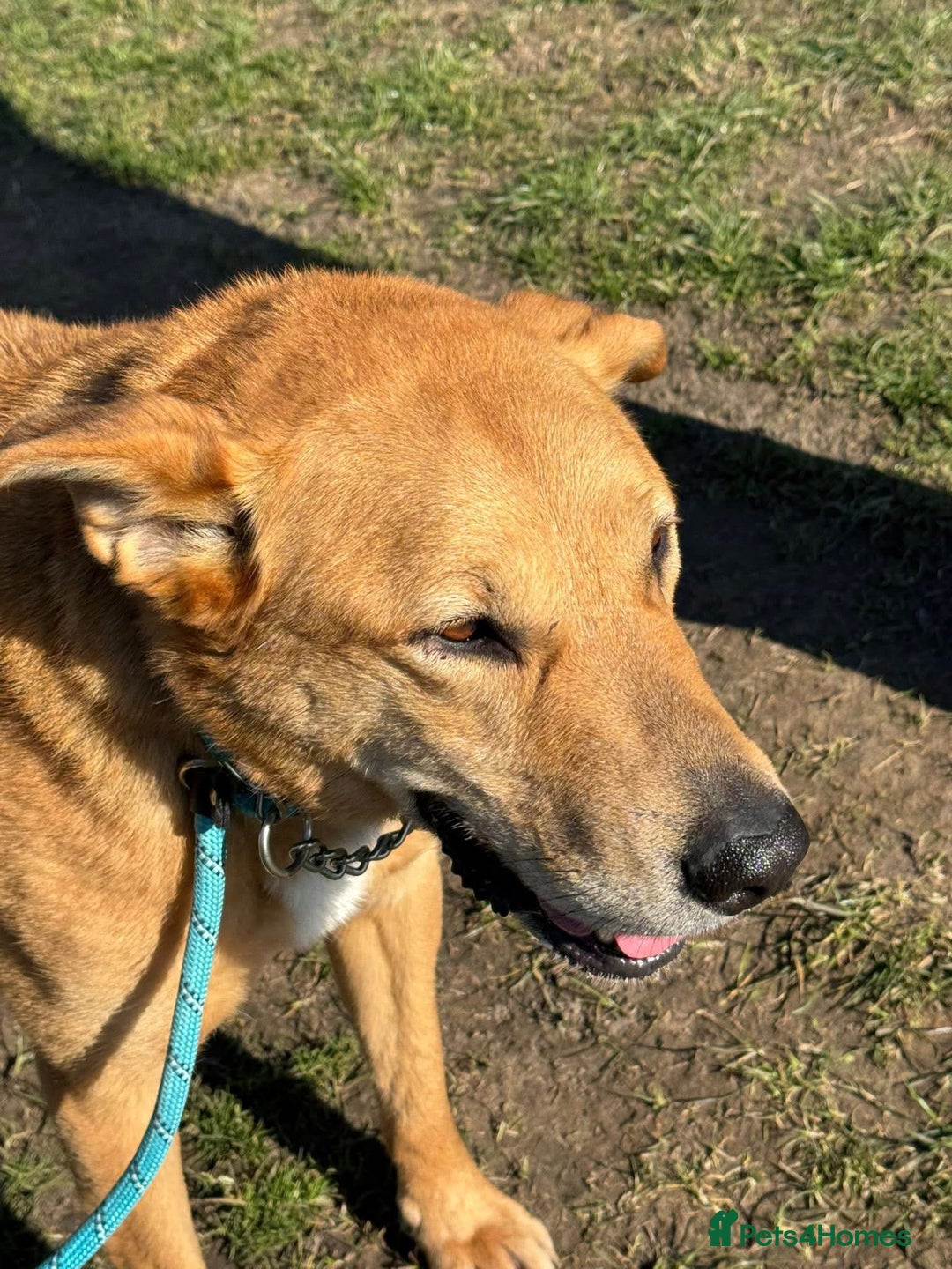 Mixed Breed dogs for adoption: ALBER - Complex but loving lad  - Image 2