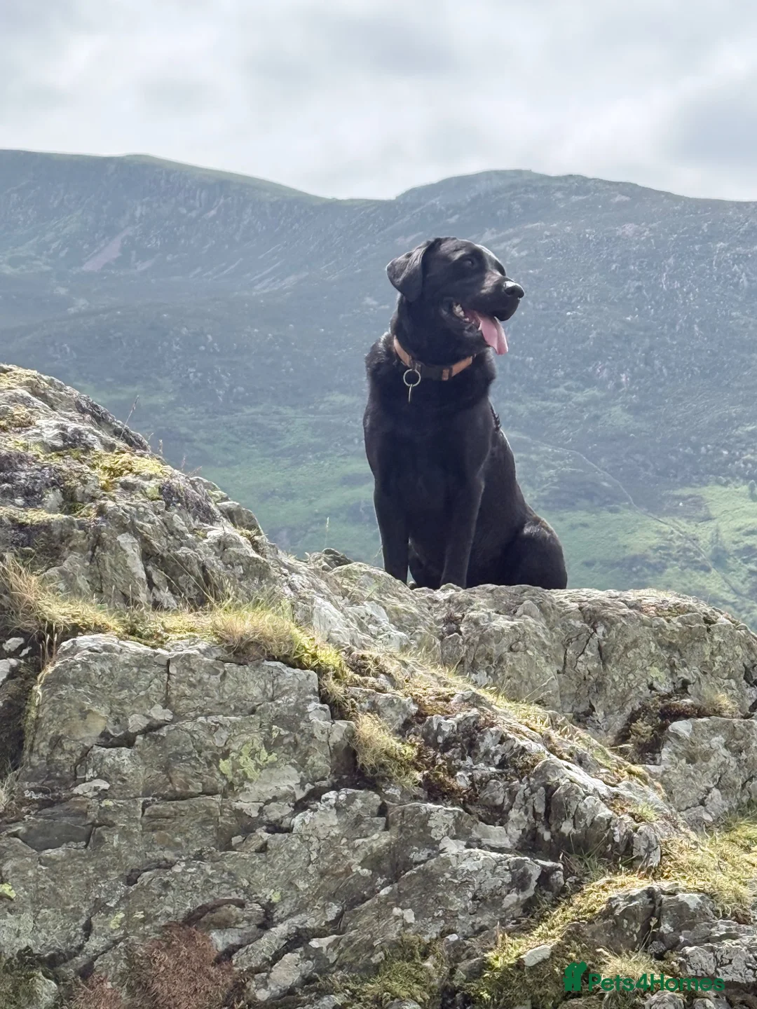 Labrador Retriever dogs for stud: Proven, KC Reg, fully health tested Labrador stud - Advert 2