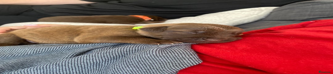 Unique Brown Sheprador – One of a Kind