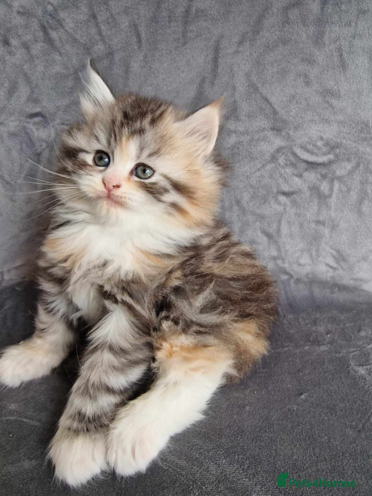 British Longhair cats for sale: Beautiful British kittens  - Advert 2