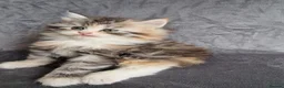 British Longhair cats for sale: Beautiful British kittens  - Advert 12