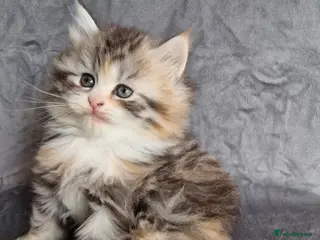 British Longhair cats for sale: Beautiful British kittens - Advert 2