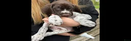 German Shorthaired Pointer dogs for sale: Premium GSP Puppies from Award-Winning Bloodlines - Advert 5