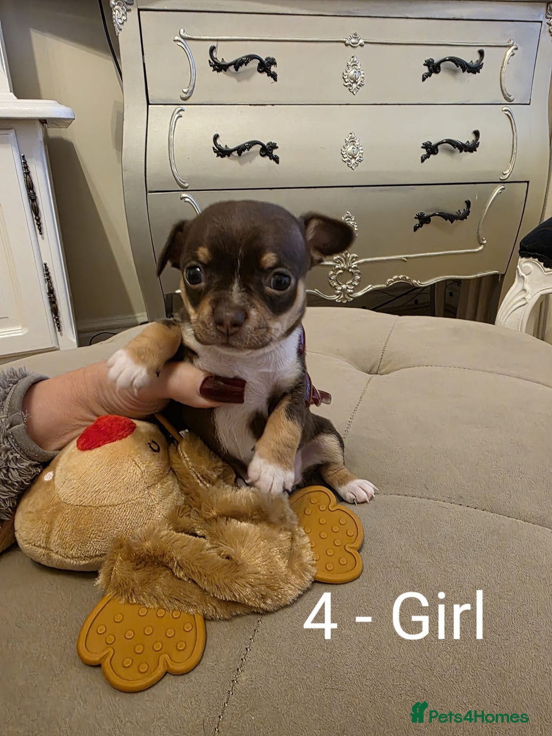 Chihuahua dogs for sale: 4 Chihuahua Puppies - Advert 7