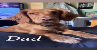 Cocker Spaniel dogs - Advert 6
