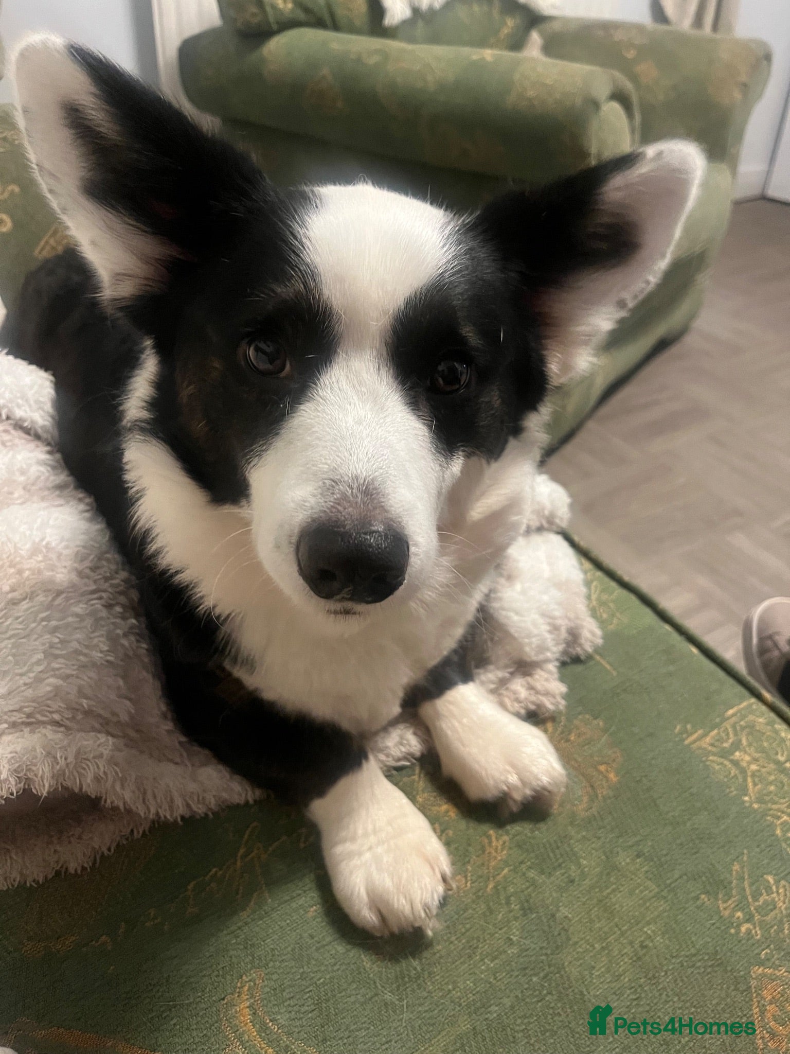Welsh Corgi Cardigan dogs Kenzo  - Advert 1
