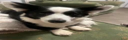 Welsh Corgi Cardigan dogs for stud: Kenzo  in Lancaster - Advert 1