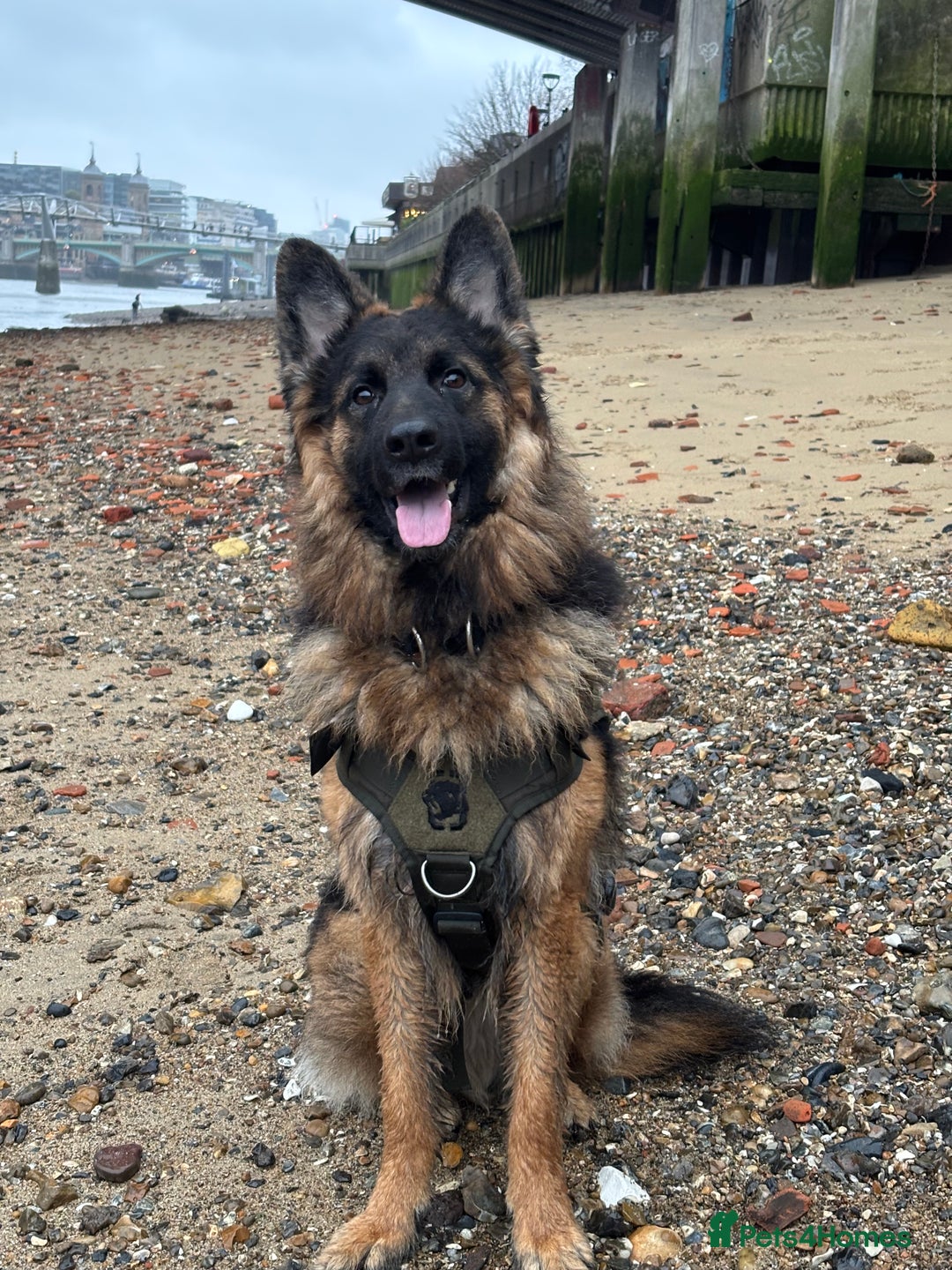 German Shepherd dogs for sale: ASAP Rehoming Male One-Year old German Shepherd - Advert 3