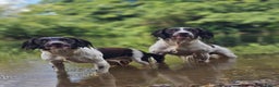 English Springer Spaniel dogs for stud: English Springer Spaniel Stud in Derby - Advert 17