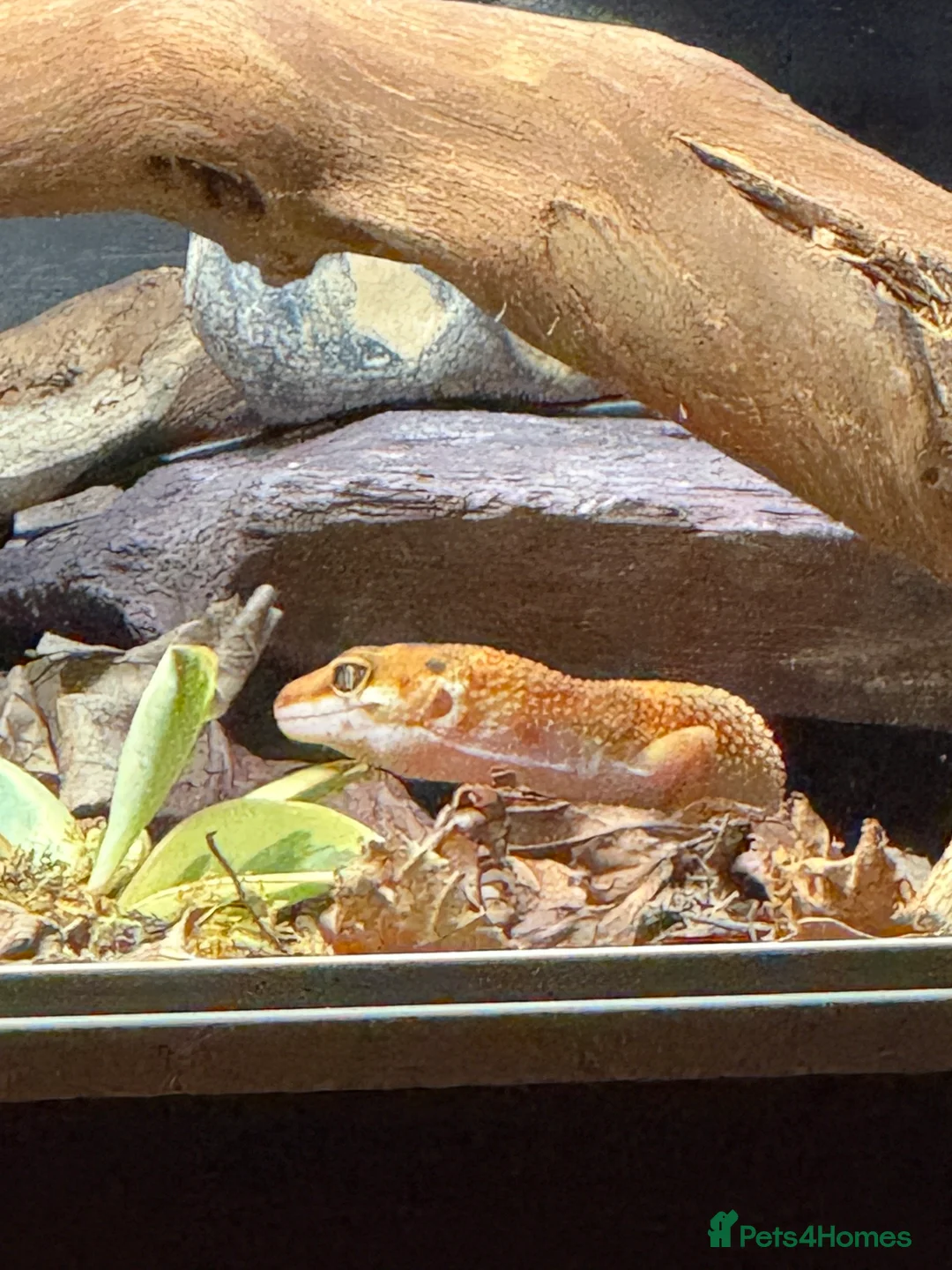 Leopard Gecko reptiles for sale: Leopard Gecko full setup and lizard - Advert 8